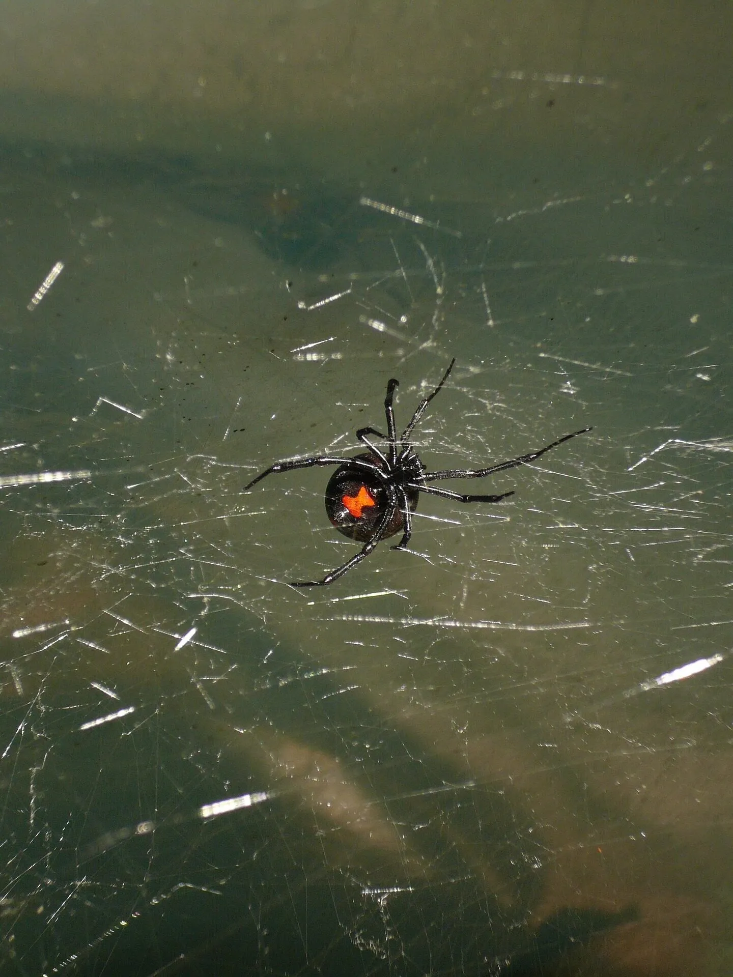 Araignée commune sur sa toile, macro