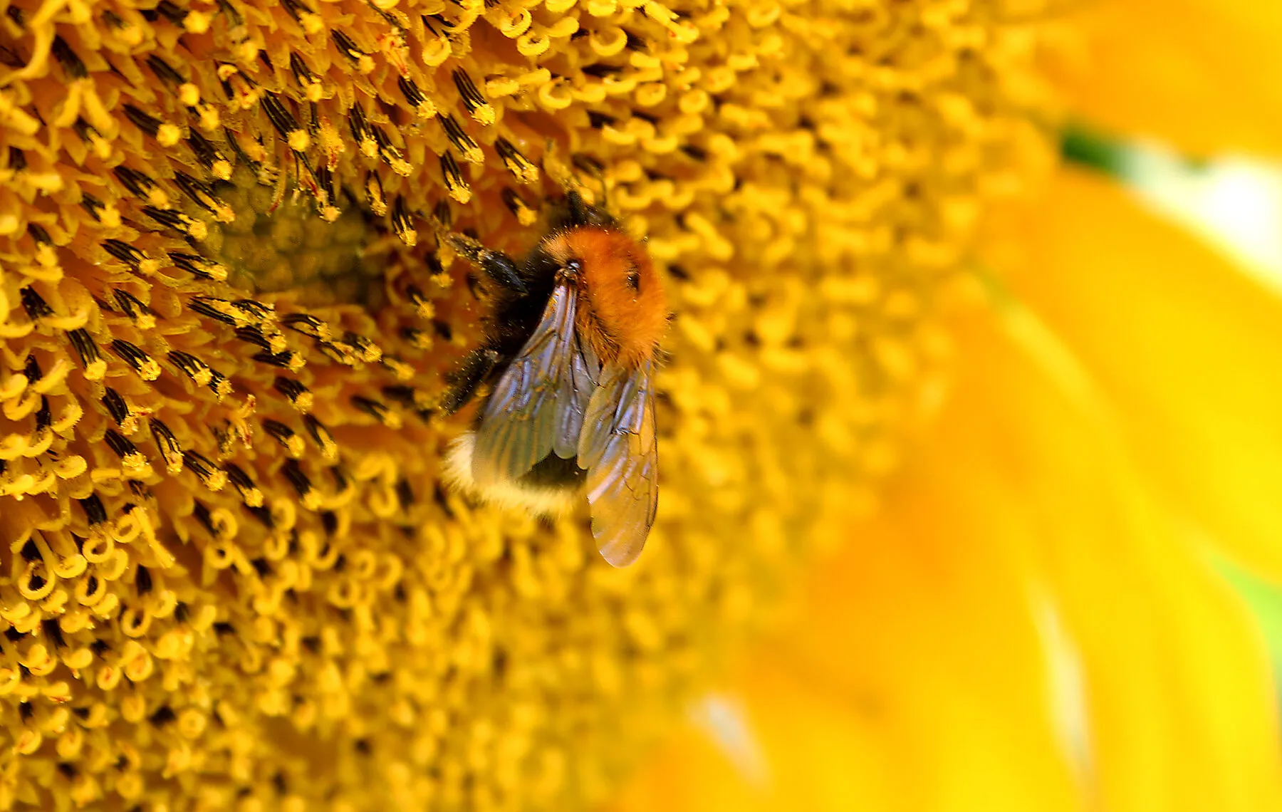 Bourdon butinant une fleur
