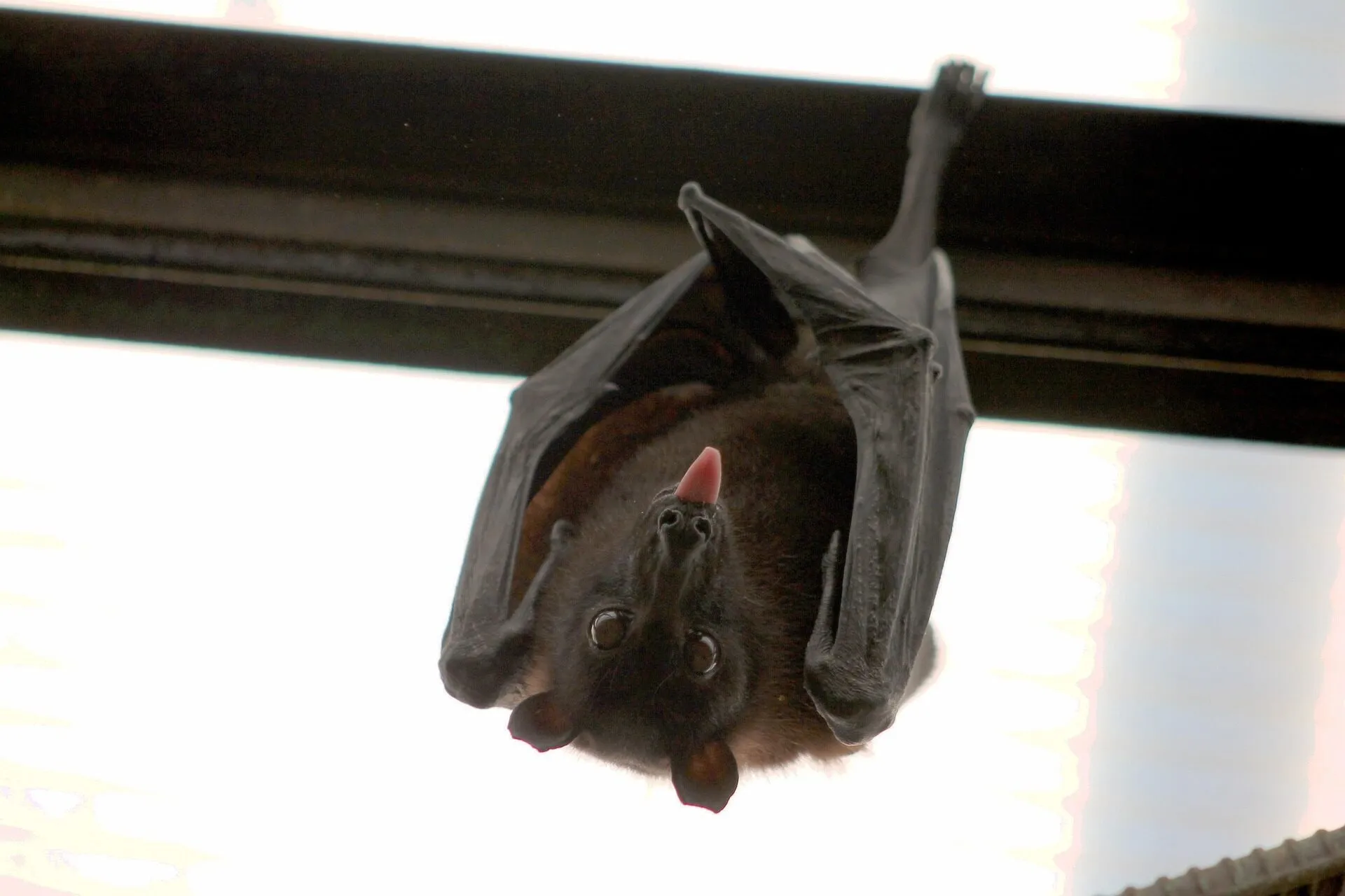 Chauve-souris suspendue, espèce protégée au Québec
