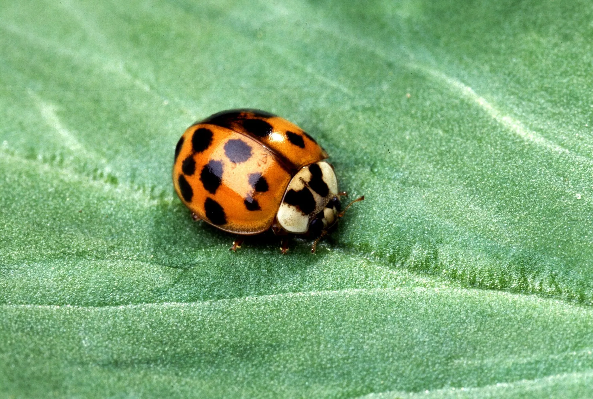 Coccinelle asiatique orangée sur une feuille, la marque noire en forme de M bien visible derrière la tête