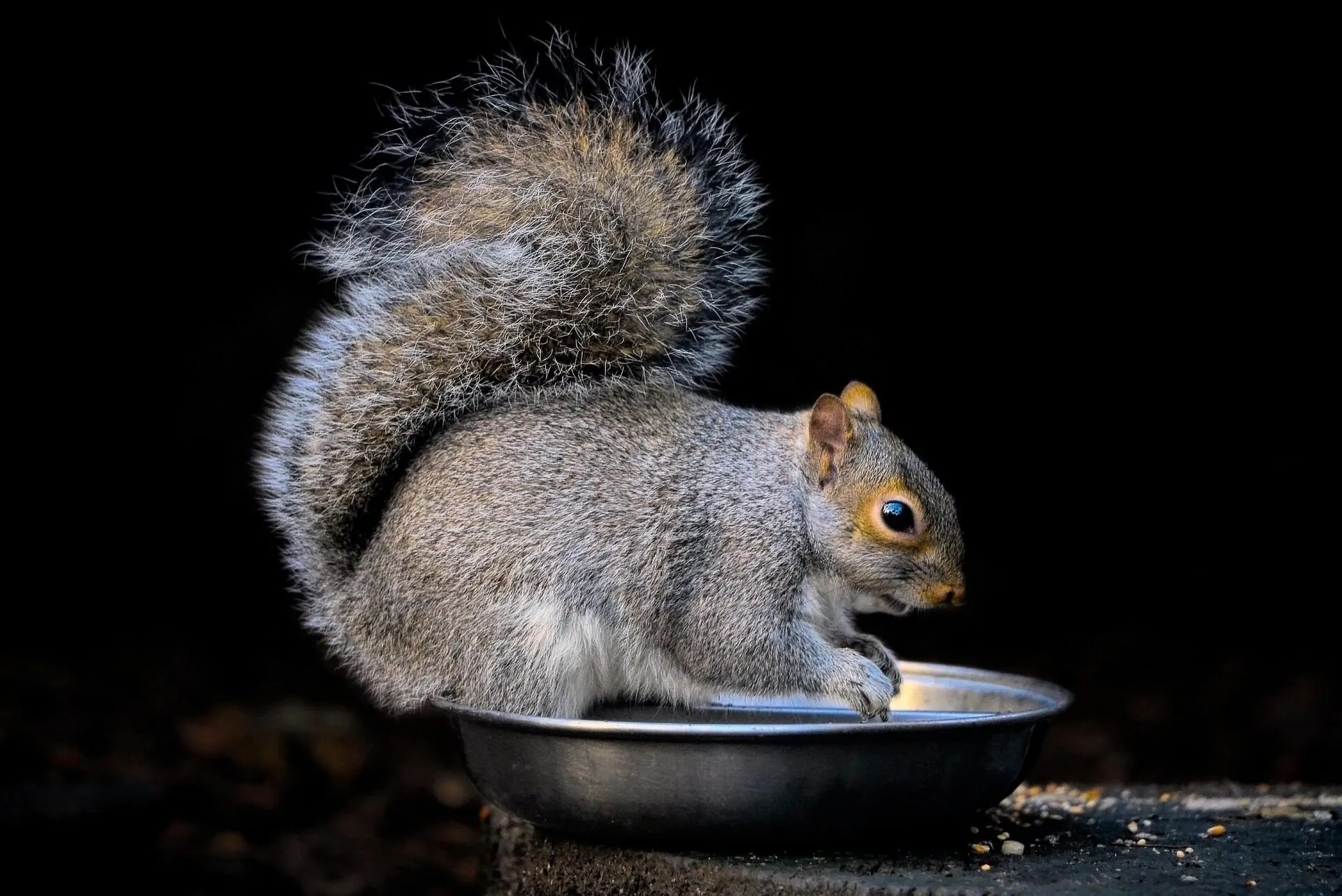 Écureuil gris sur une branche qui touche presque la toiture
