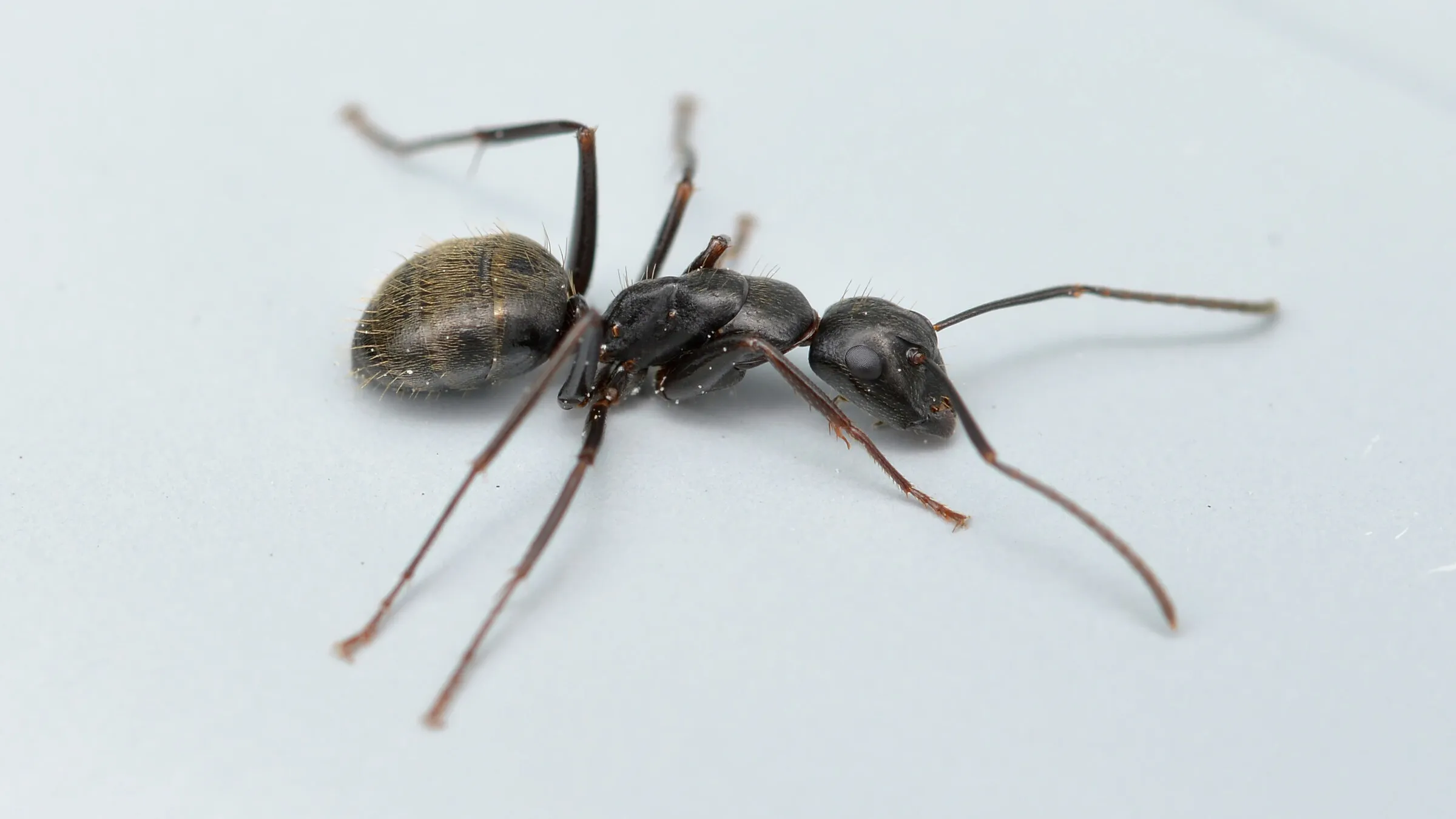 Fourmi charpentière noire de l’Est vue de profil, thorax uniformément arrondi