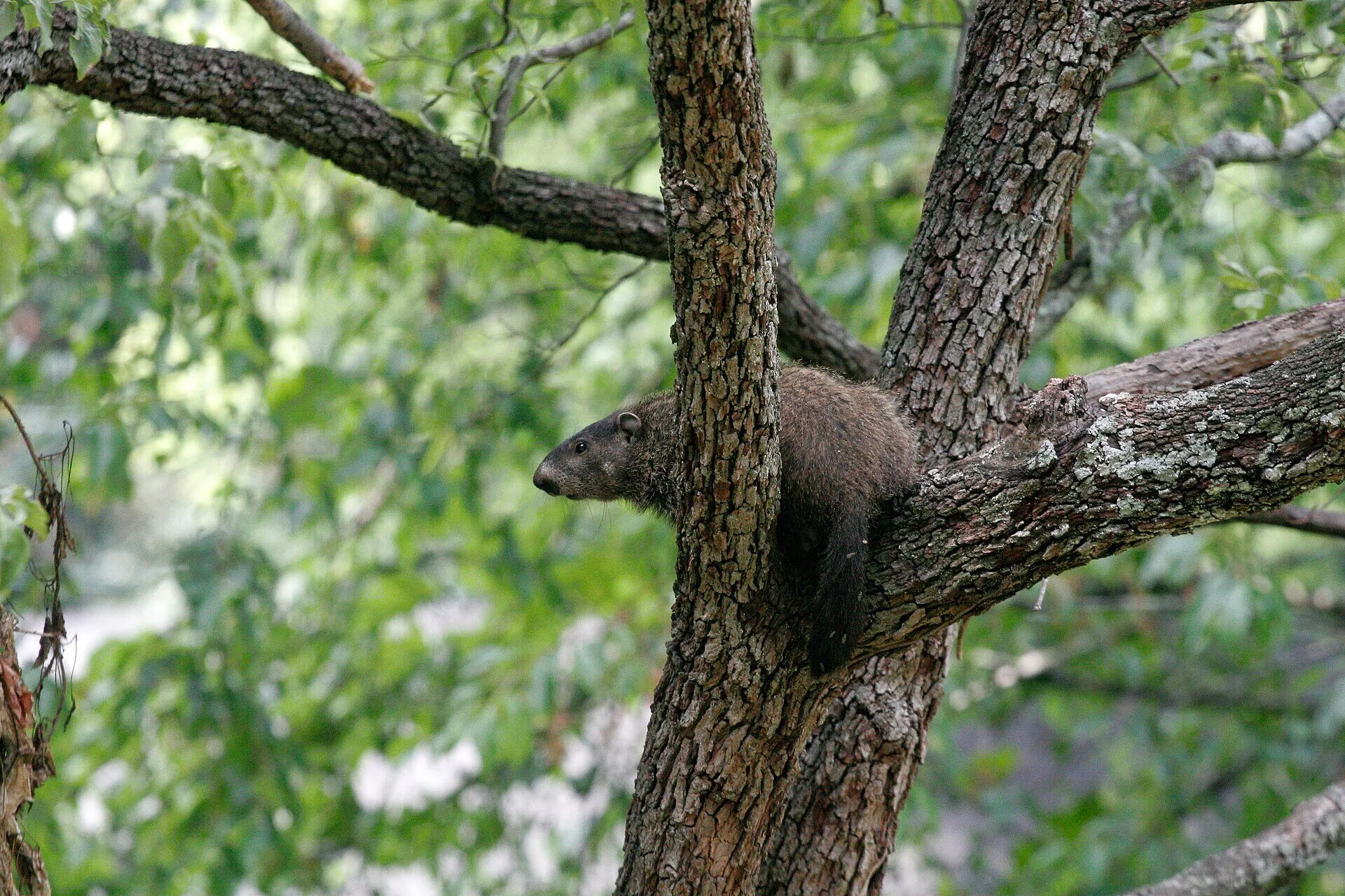 Marmotte commune perchée dans un arbre, un comportement rare chez cette espèce qui vit surtout au sol