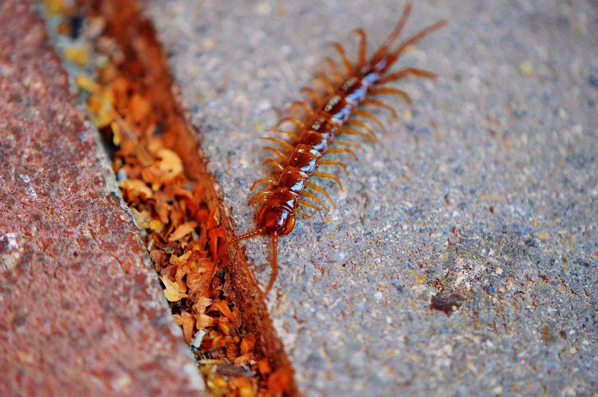 Chilopode brun orangé le long d’une fissure de pavé
