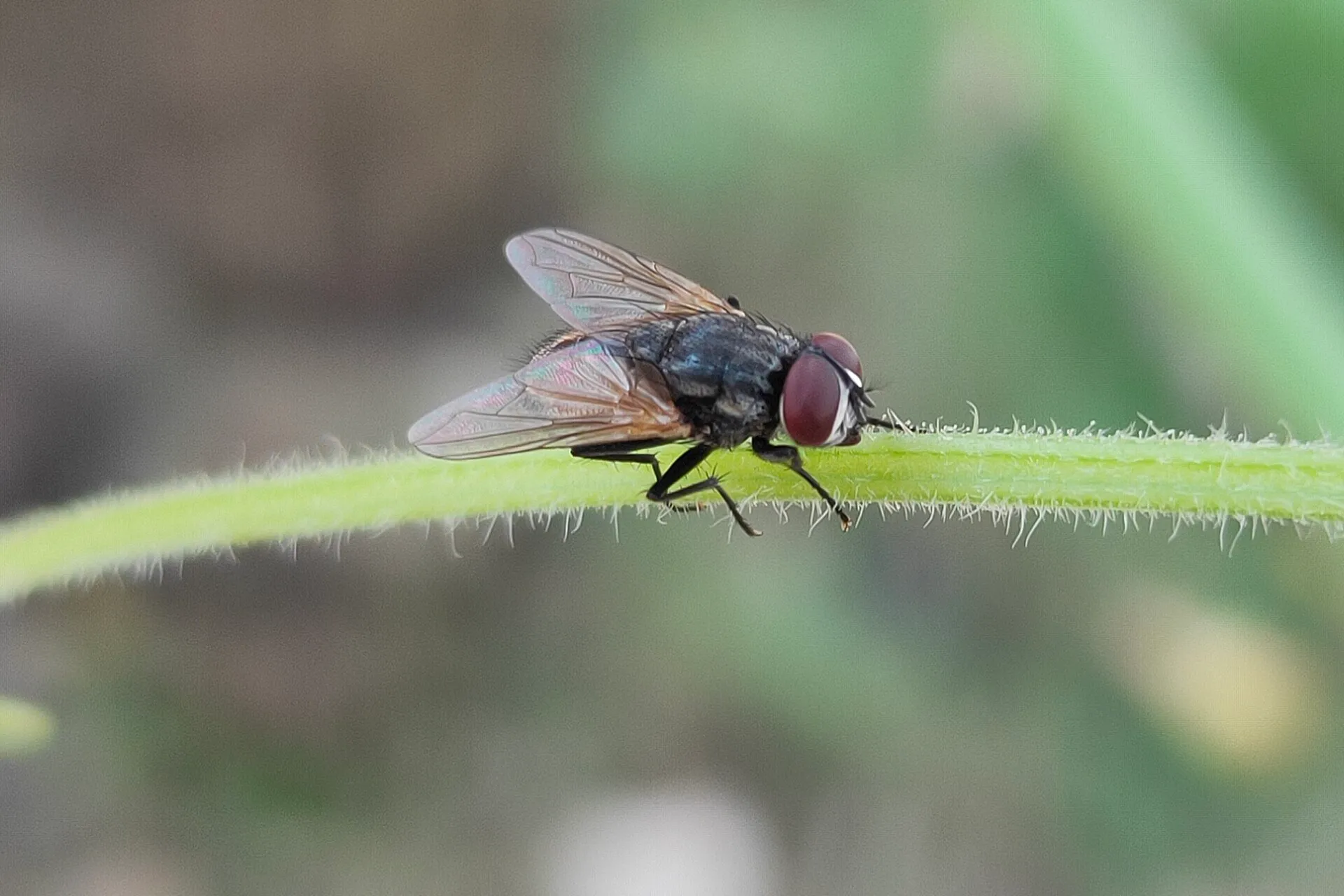 Mouche domestique posée sur une tige velue