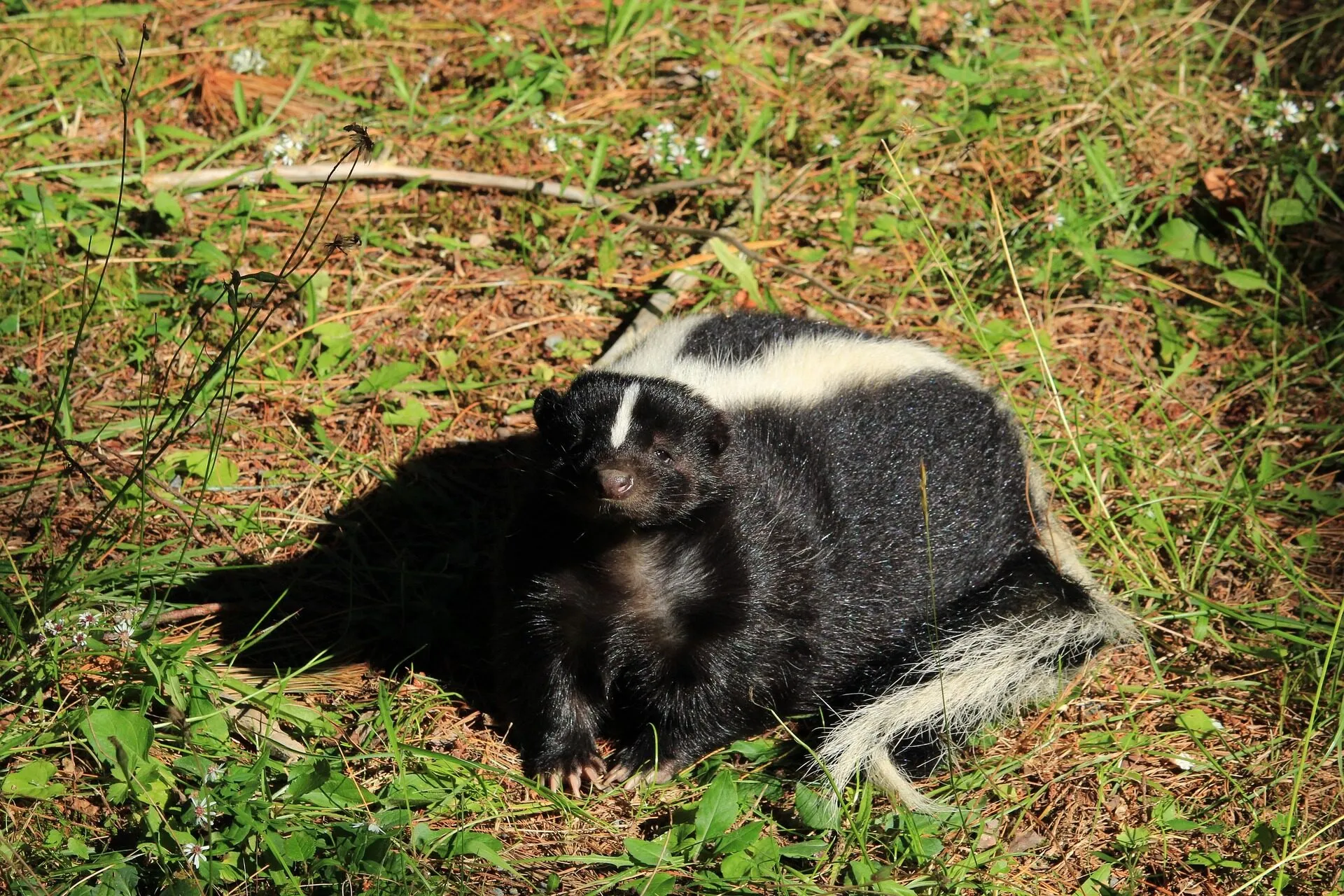 Mouffette rayée dans l’herbe, en bordure d’un terrain résidentiel