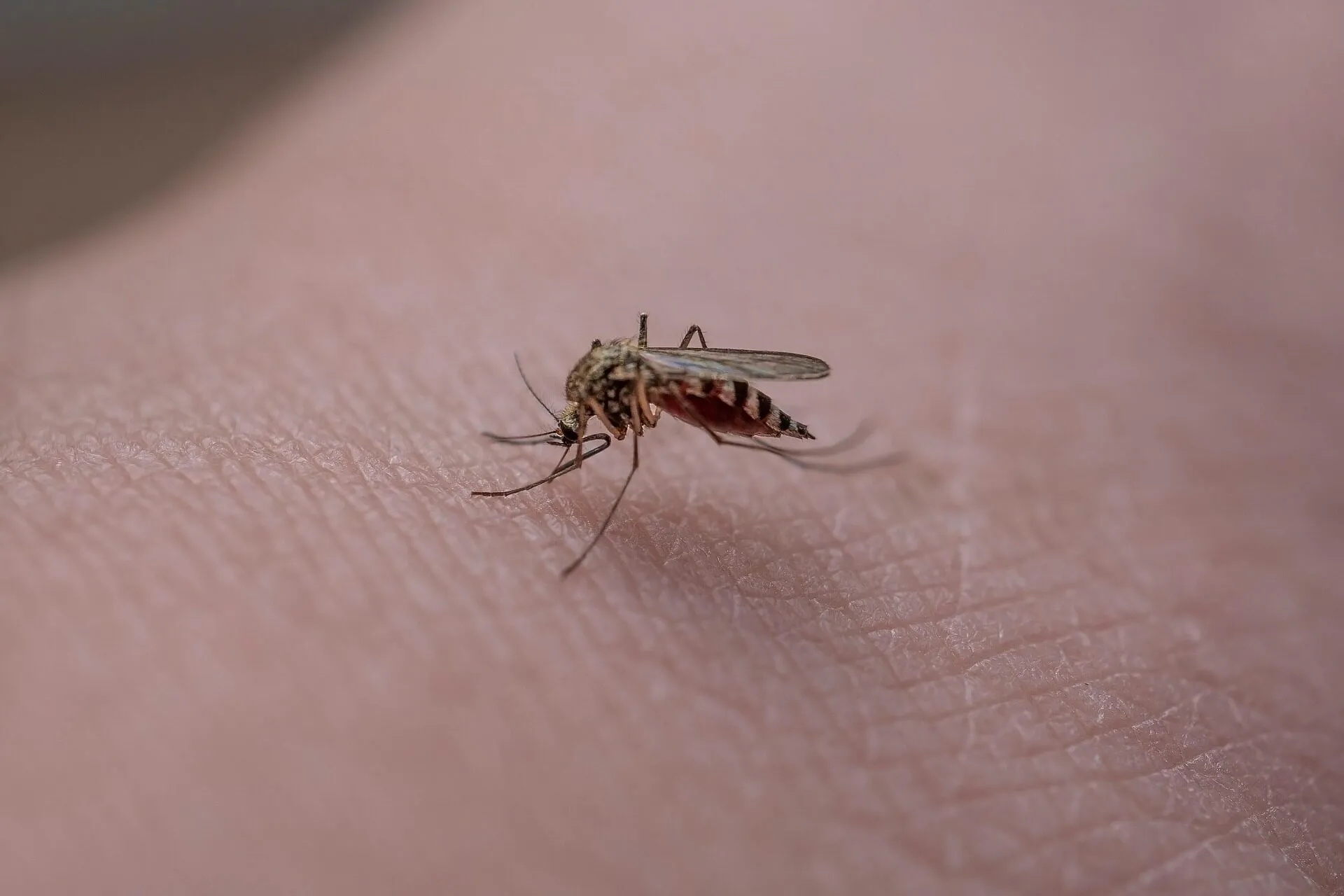Moustique posé sur la peau, trompe plantée
