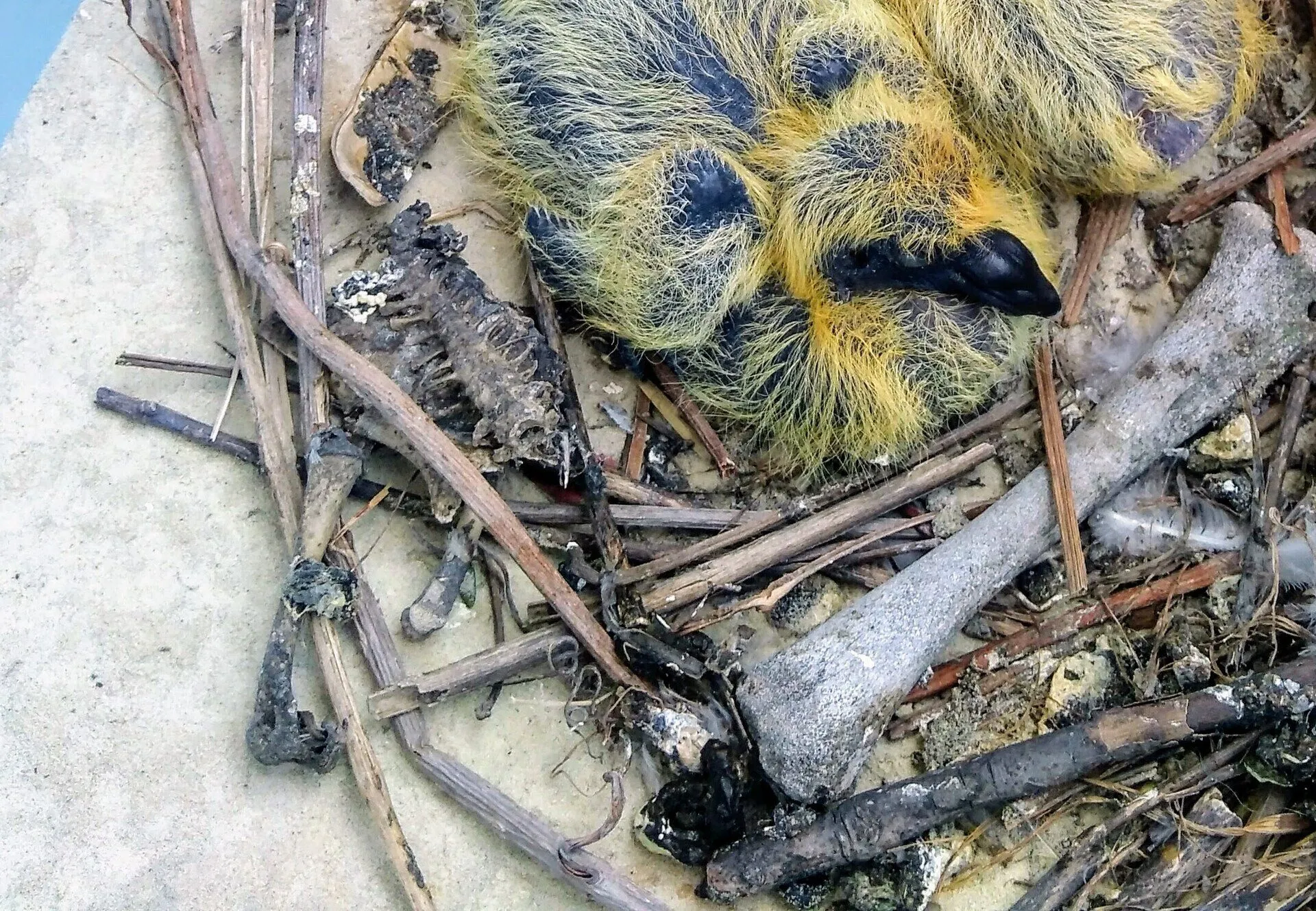 Poussins de pigeon biset dans un nid de brindilles et de fientes, sur un rebord de béton