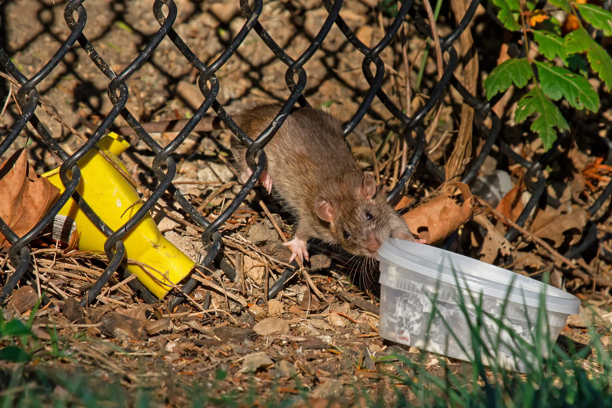 Rat surmulot près d’une clôture, à côté d’un contenant de nourriture abandonné