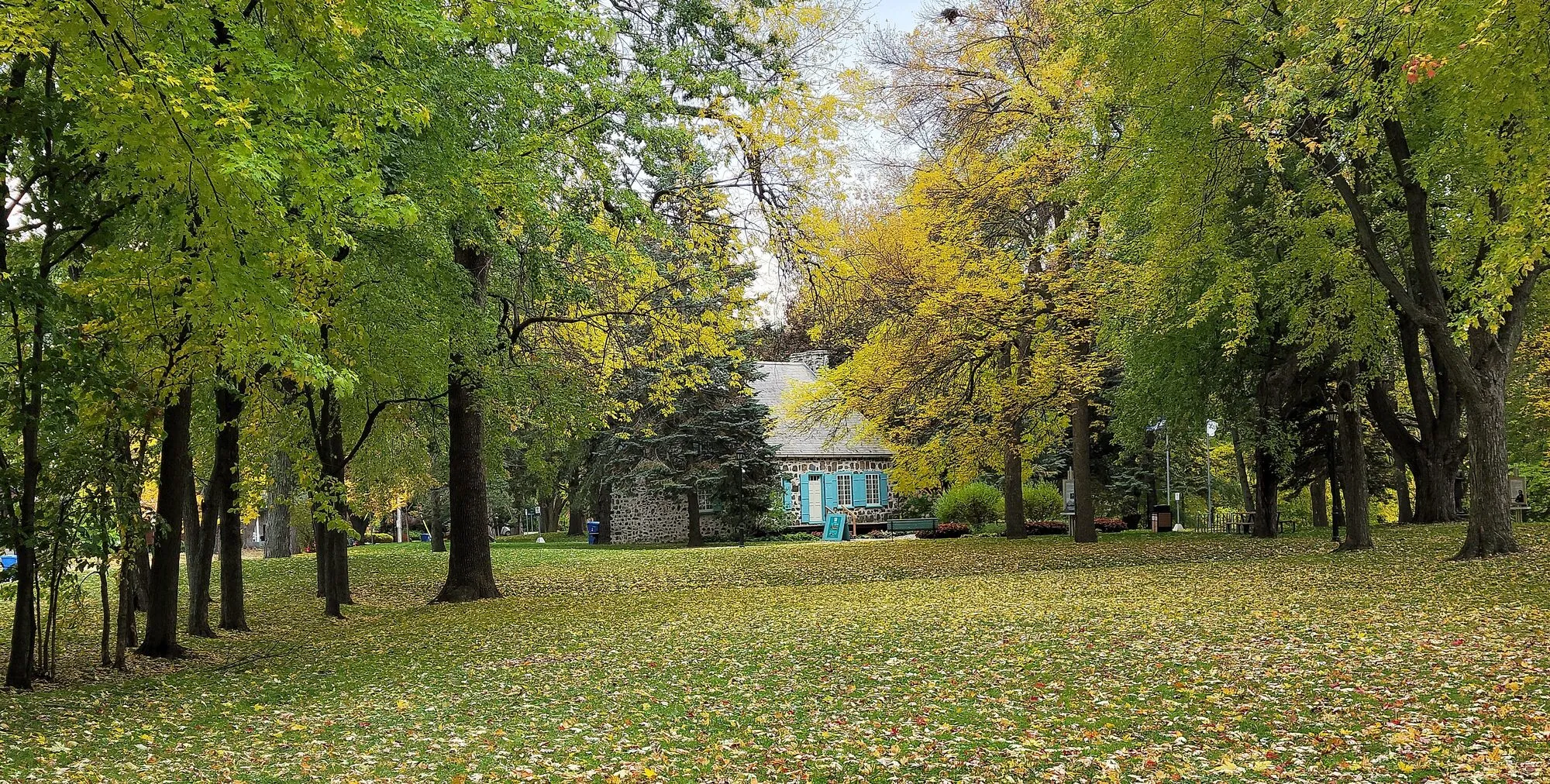 Grands arbres feuillus sur un terrain patrimonial de Boucherville à l'automne