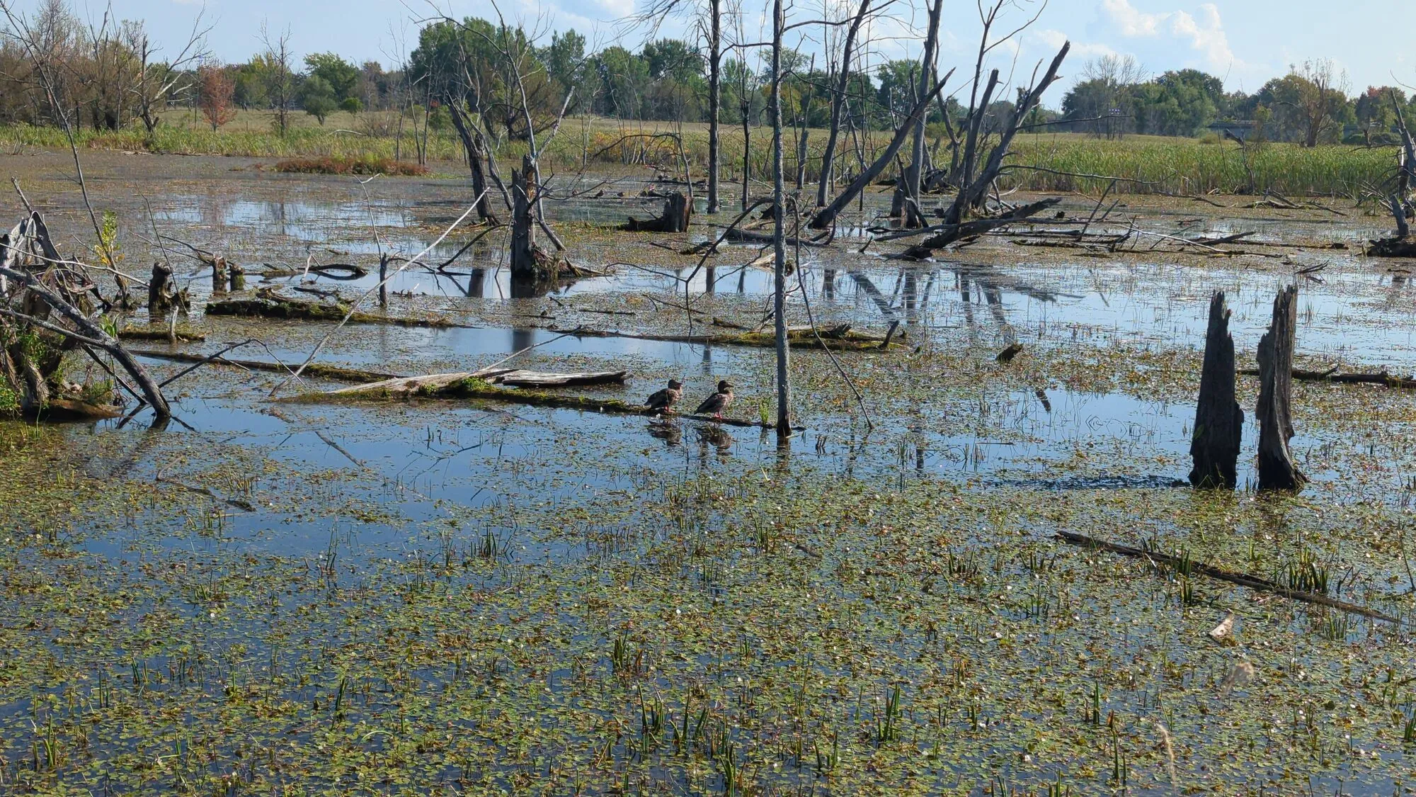 Marais boisé de l'île Saint-Bernard, à Châteauguay
