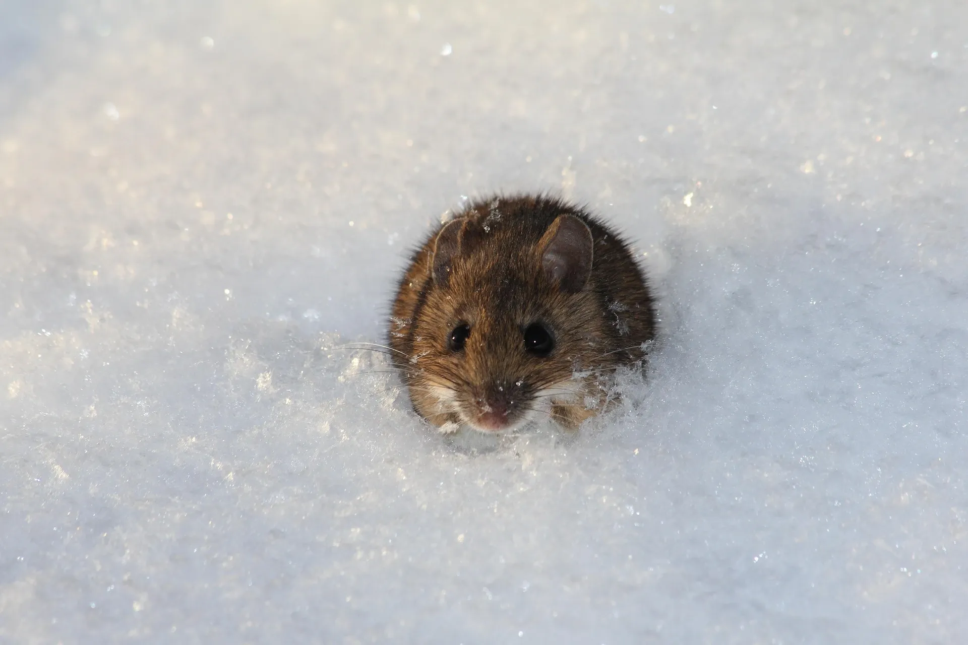 Souris sortant la tête d'un trou dans la neige, en hiver