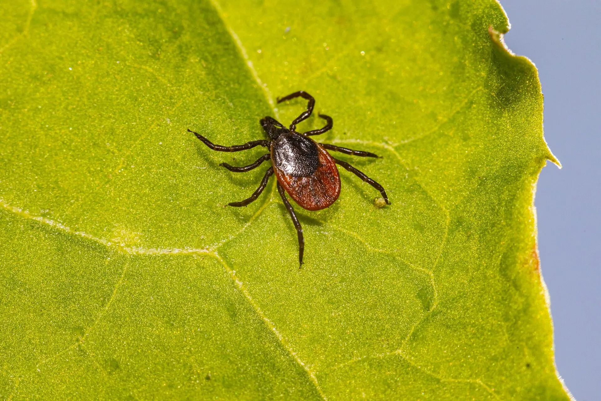 Tique femelle à bouclier noir et abdomen rouge brun sur une feuille